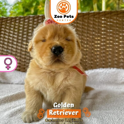 Miniatura: golden retriever lima