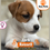 Miniatura: Jack Russell terrier cachorro