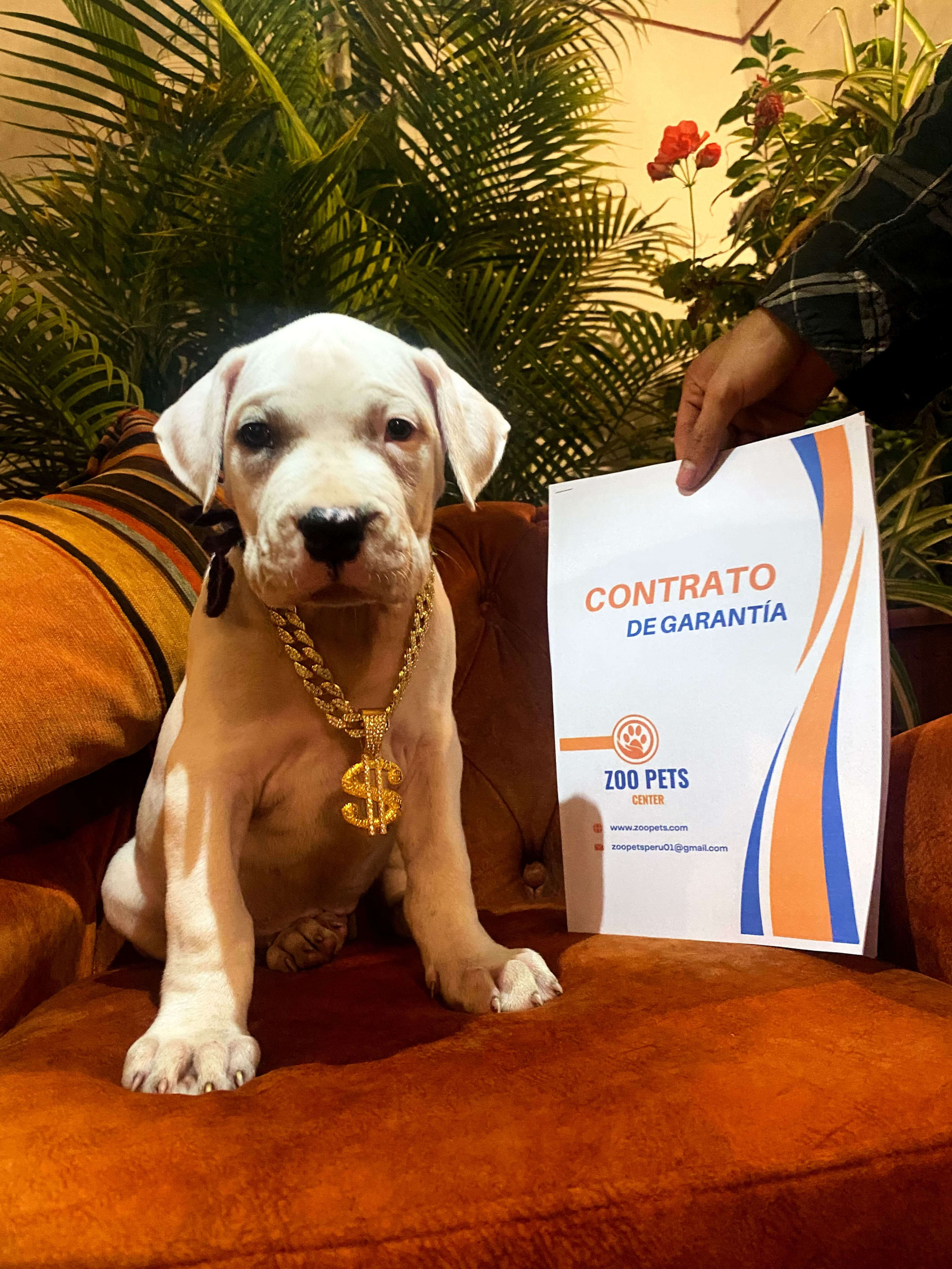 Cachorros Dogo Argentino