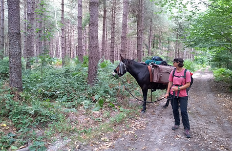 Juliette Masure médiaton équine équithérapie mule voyage randonnée marcher caisses sacoches bât sac à dos forêt arbres aventure