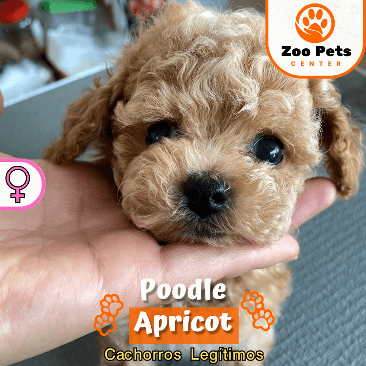 Miniatura: Poodle Apricot
