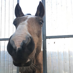 cheval médiation équine équithérapie