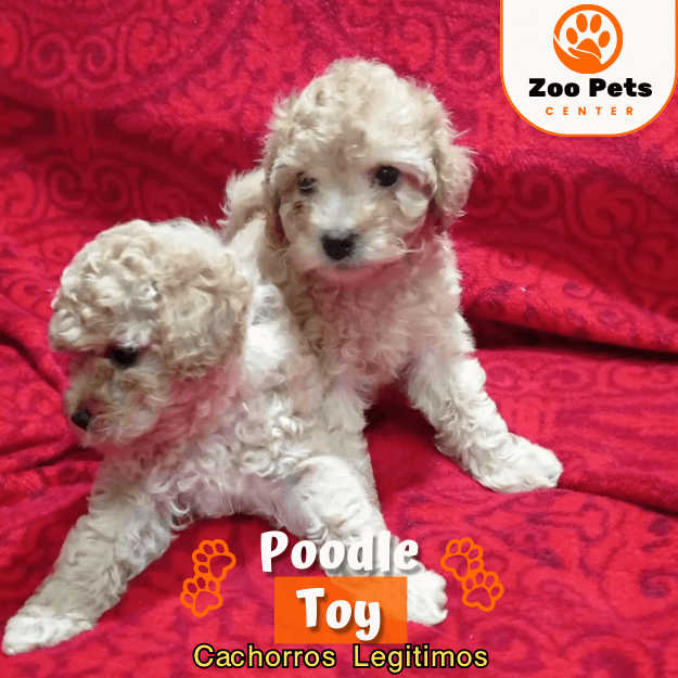 Miniatura: Poodle Toy Blanco