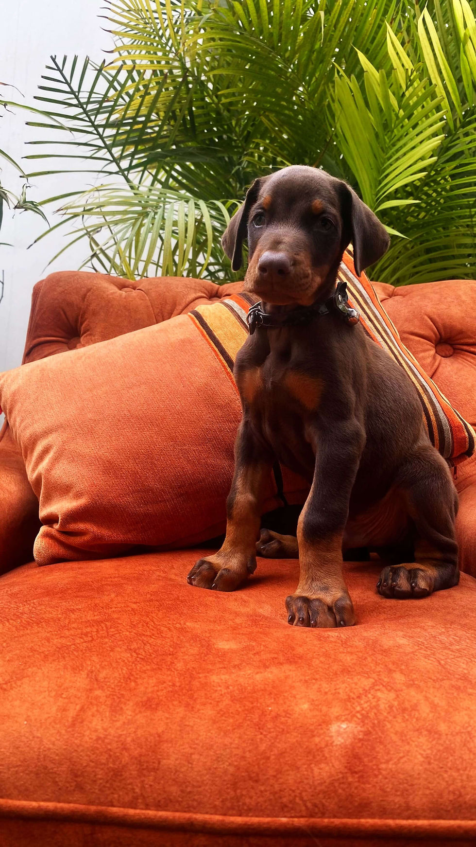 Miniatura: Cachorros Doberman