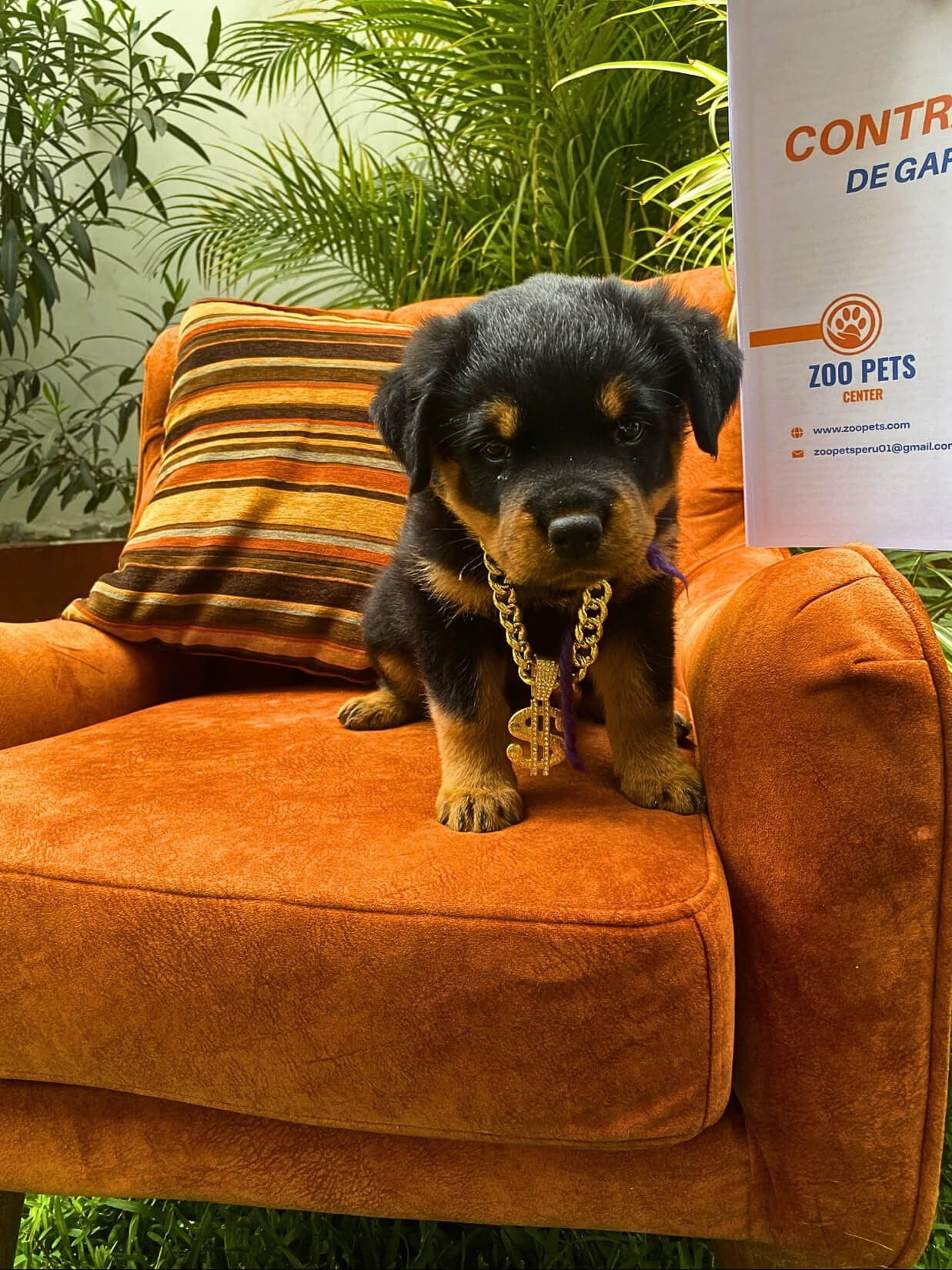 Cachorros Rottweiler