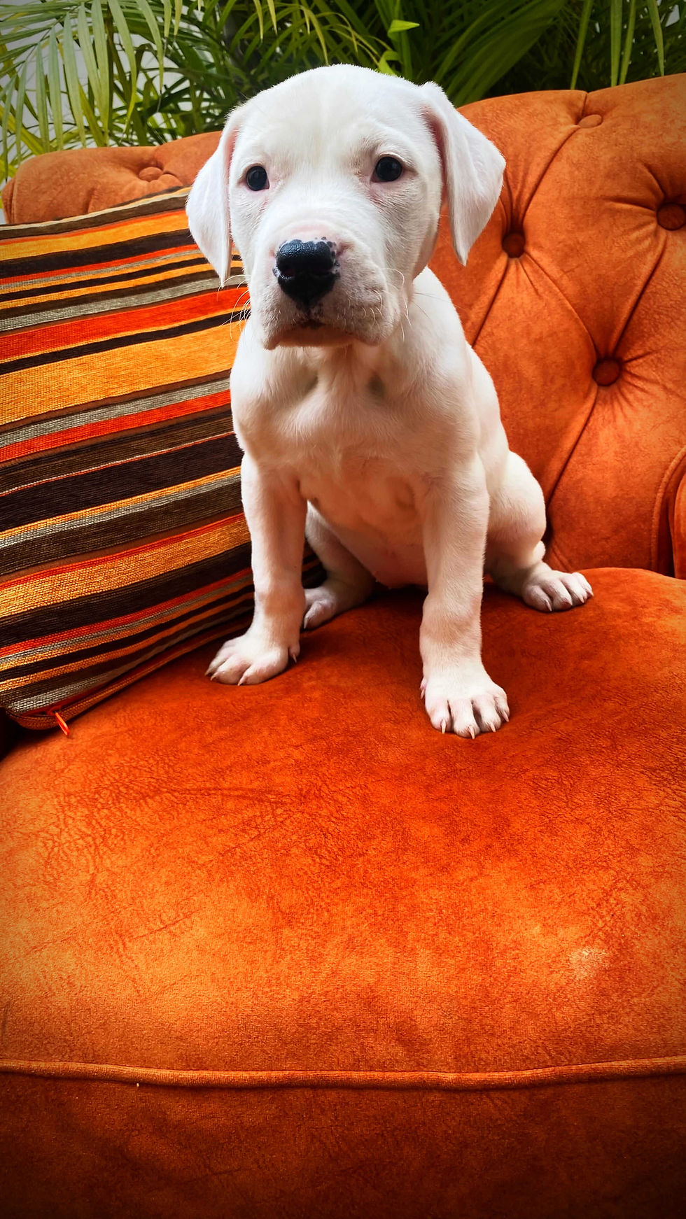 Miniatura: Cachorros Dogo Argentino