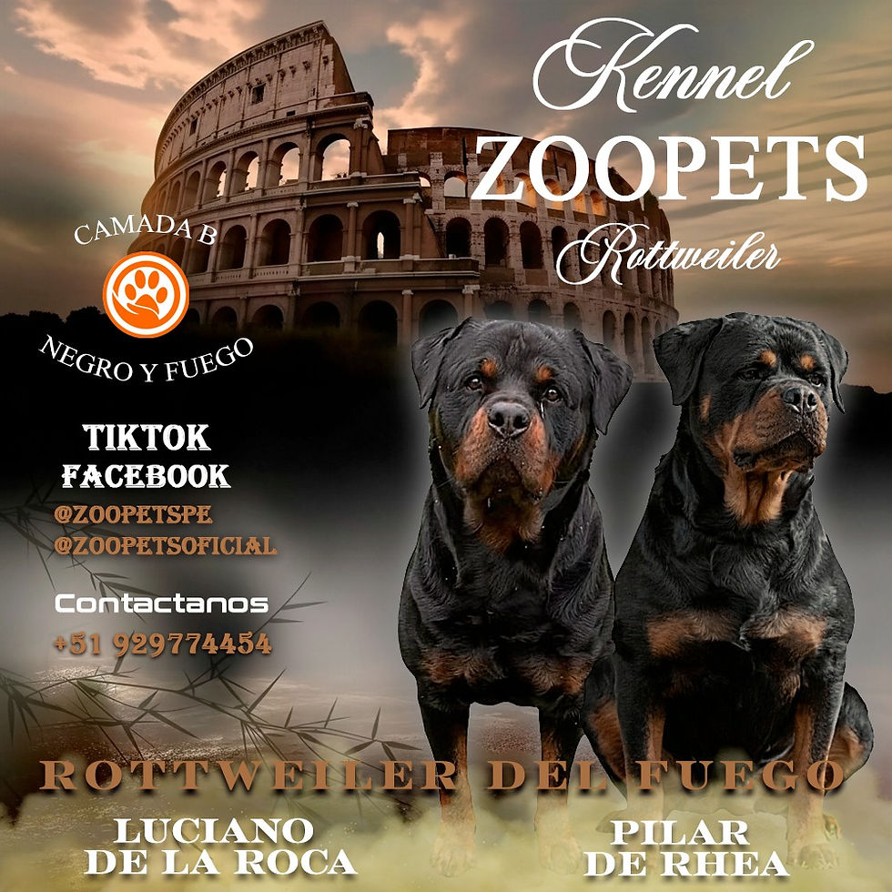 Miniatura: Cachorros Rottweiler