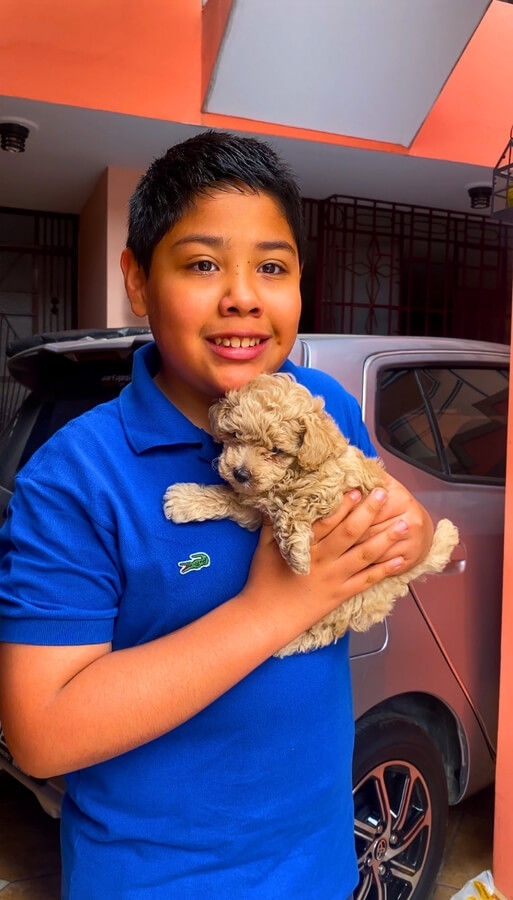 Miniatura: Cachorros Poodle Toy