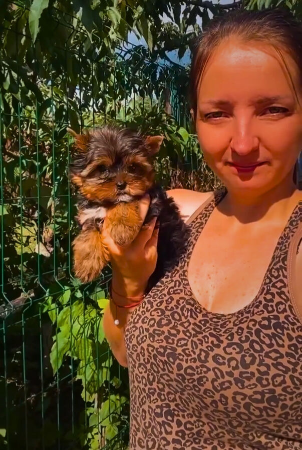 Miniatura: Yorkshire Terrier Mini