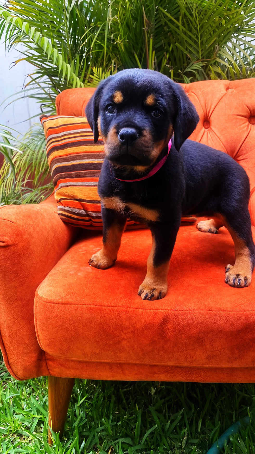 Miniatura: Cachorros Rottweiler