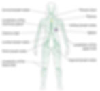 how to drain lymph nodes naturally