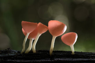 Learning from the mushrooms