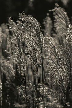 bernd-dittrich-4wqaYNXEeA4-unsplash.jpg