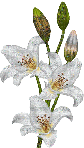 a glitter gif of white lilies