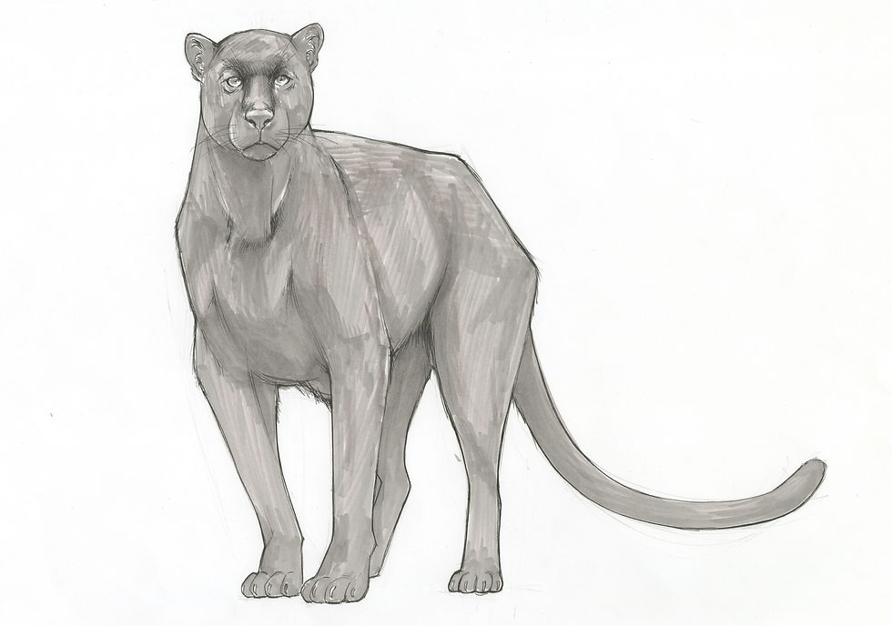 panther