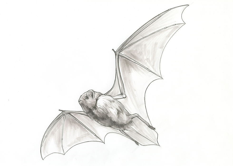 bat