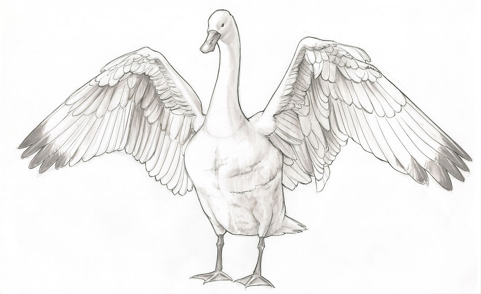 swan