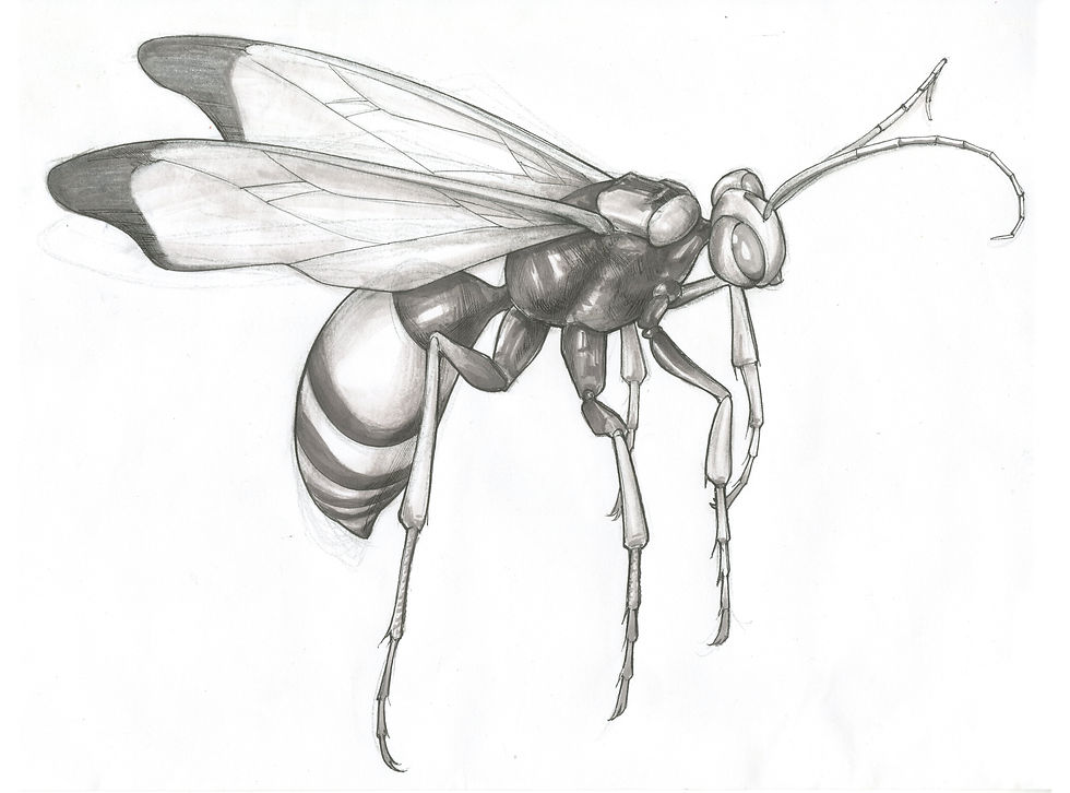 wasp