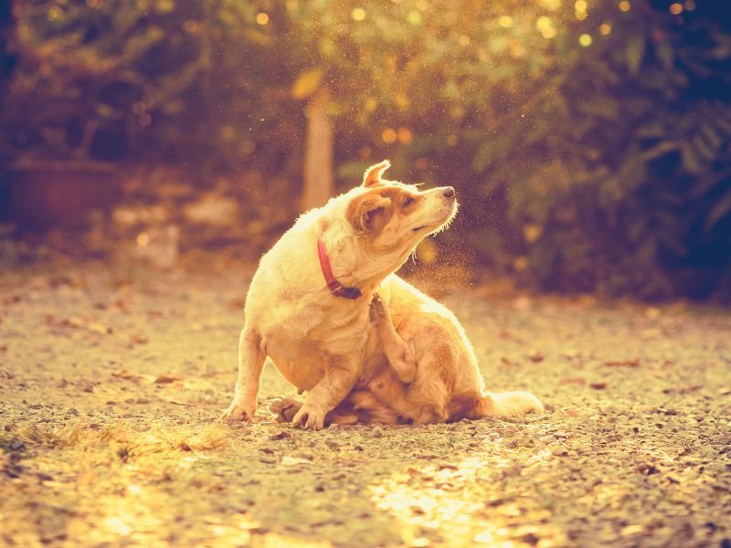 Dog scratching skin due to allergies — bio-energetic resonance therapy can help find the root cause of chronic itching in pets