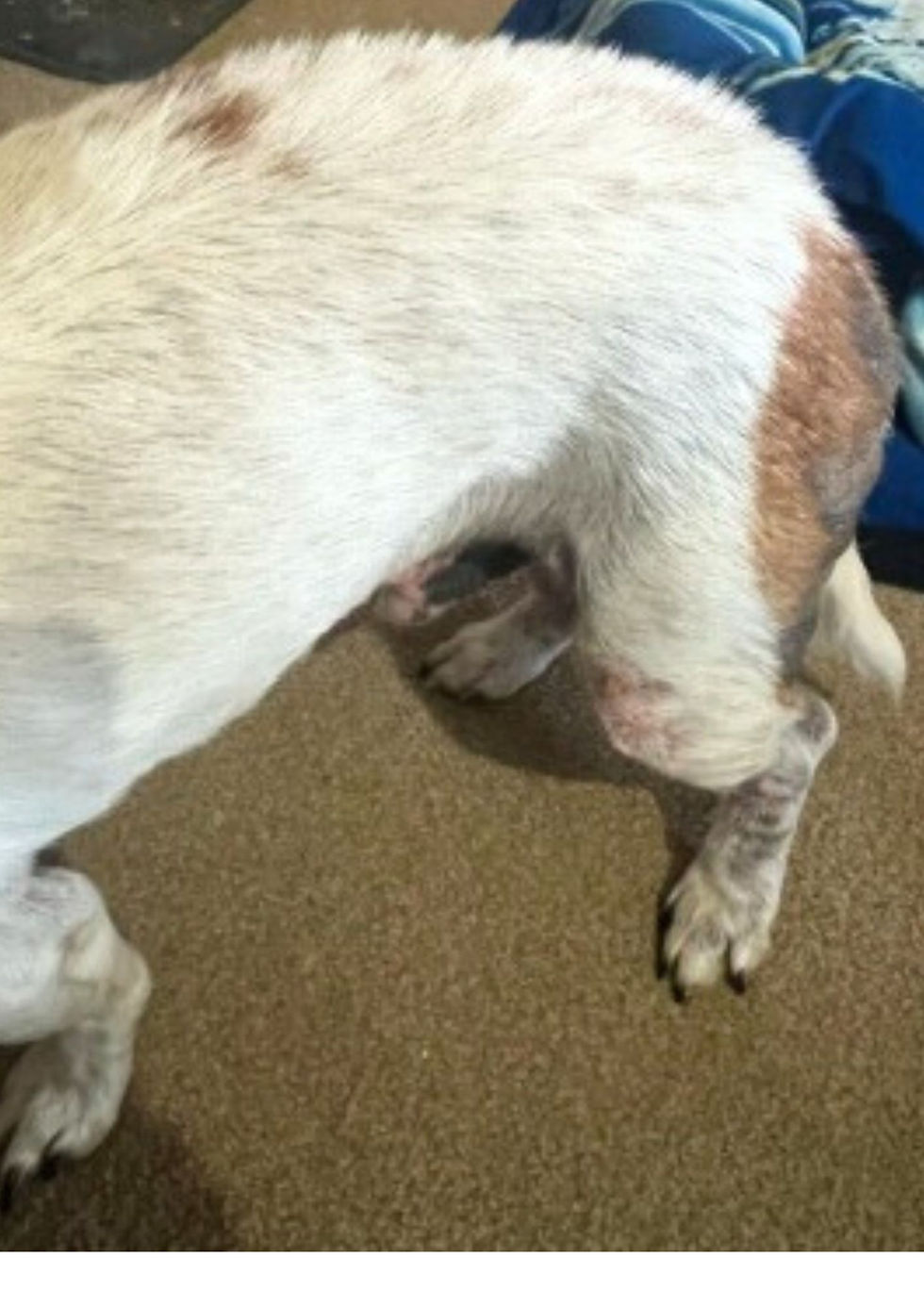 healing results on rocky's systemic fungal overgrowth after naturopathic and meta therapy treatment
