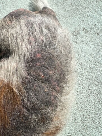 rocky's systemic fungal overgrowth prior to naturopathic and meta therapy treatment
