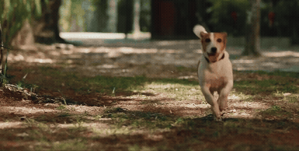 premierpet-campanha-011.gif