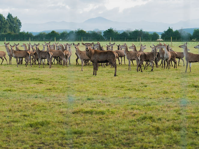 Stag with hinds2.jpg