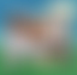 待望のメト写真集が制作決定🐈📸そして寄付総額を発表‼️驚きの〇〇円...❣️