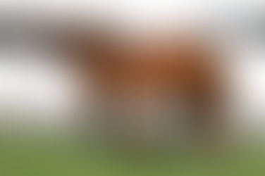 3割は希望が通らない!? 頭を悩ませる"理想の配合"と"ビジネスの現実"｜老舗生産牧場代表が語る"種牡馬の選び方"1/2（新冠橋本牧場 橋本英之）