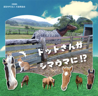 メイショウドトウがシマウマに変身⁉🦓脚の炎症の回復をメトも見守ります👀🐈