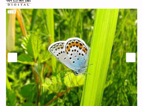 【相次ぐスキー場閉鎖でチョウが消える】