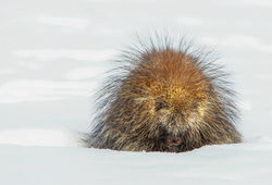 porcupinejpeg