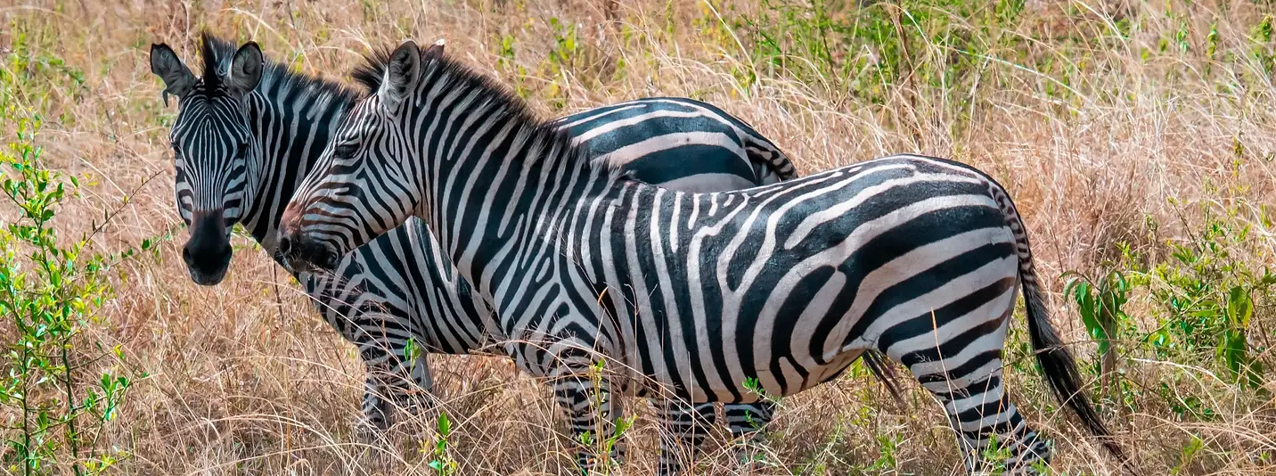 uganda-zebra.webp