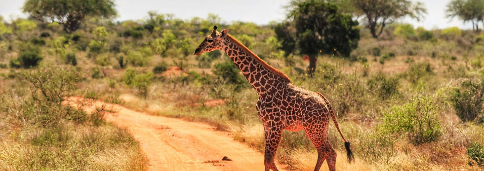 Kenia Safari Reisen | Bricks Travels