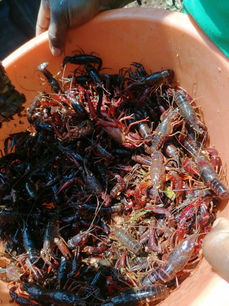 Community Tourism - Crayfishing 