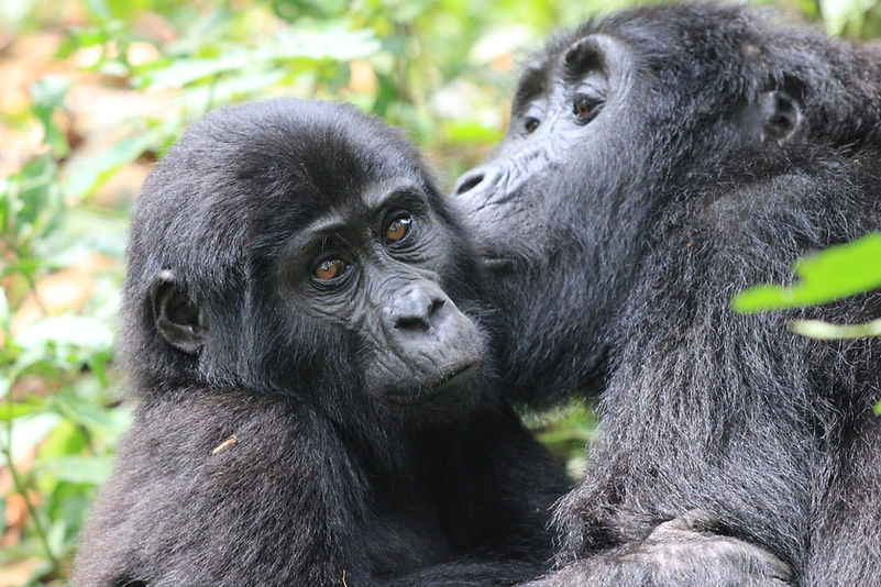 Safari_Uganda_Bwindi_Gorilla_2.jpg