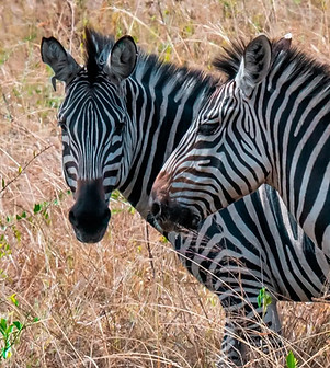 uganda-zebra_edited.jpg