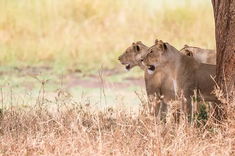 kenia-löwen (3).webp