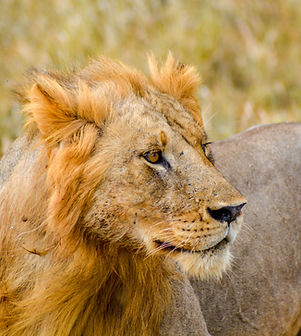Kenia Tsavo East.jpg