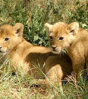 Bricks-Travels-Baby-Löwen-Serengeti-Tansania.webp