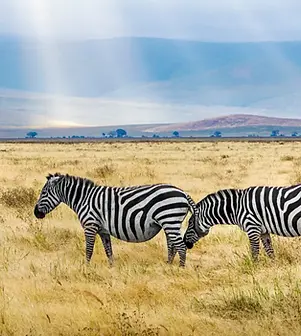 tansania-ngorongoro-krater (2).webp
