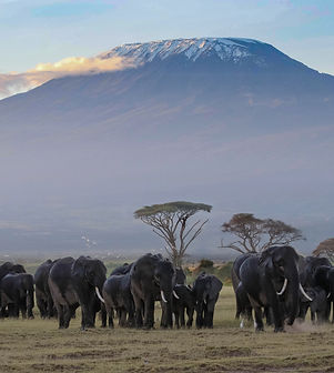 Kilimanjaro, Kenia.jpg