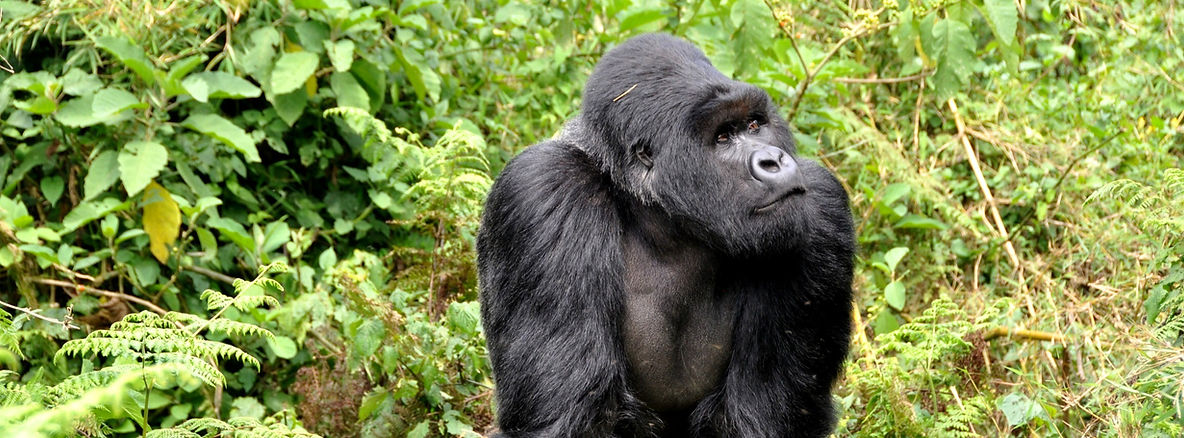 Bricks-Travels-Volcanoes-Nationalpark-Gorilla