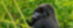 Uganda Reisen mit Bricks Travels: Gorilla- und Schimpansen Trekking