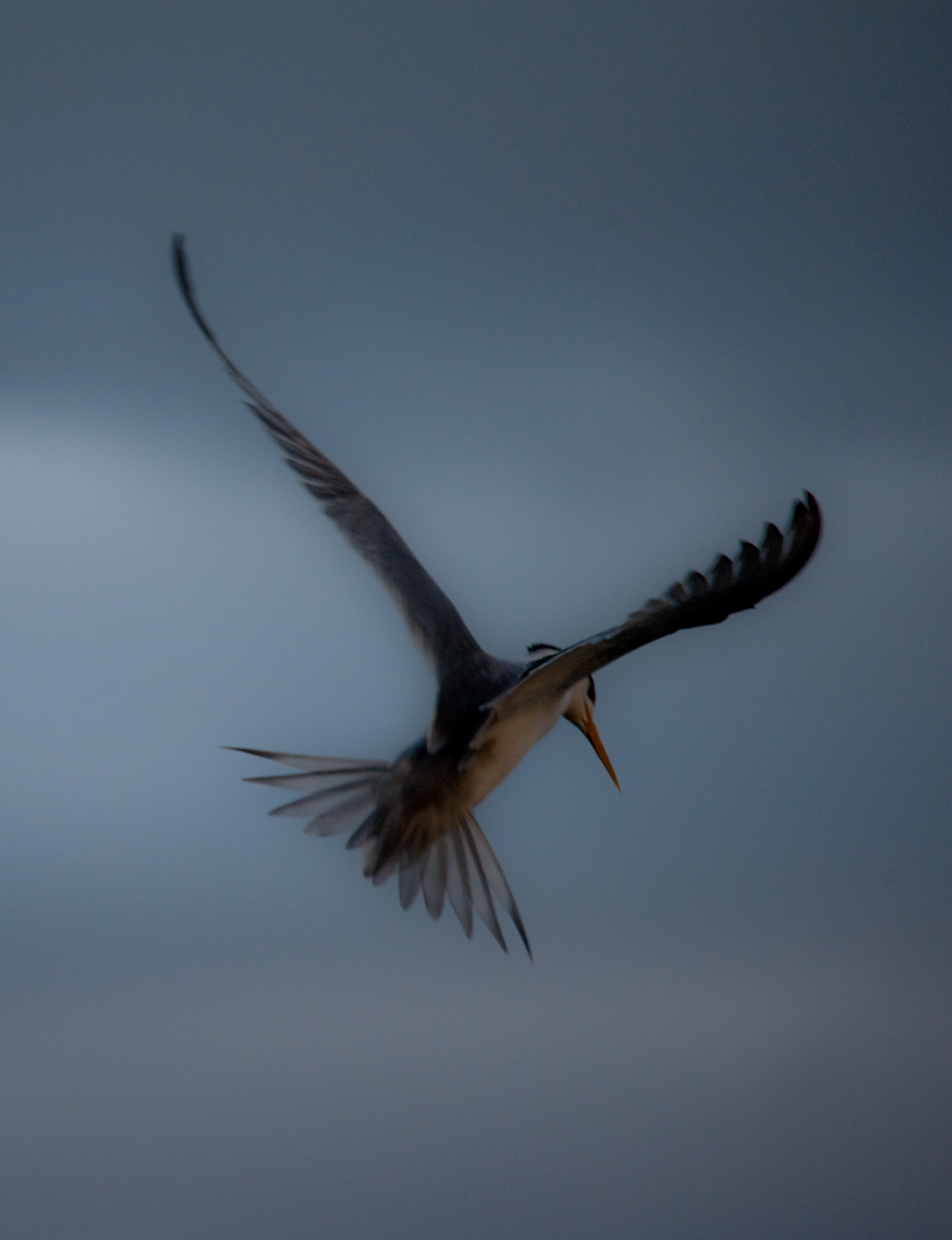 Storm Tern 10