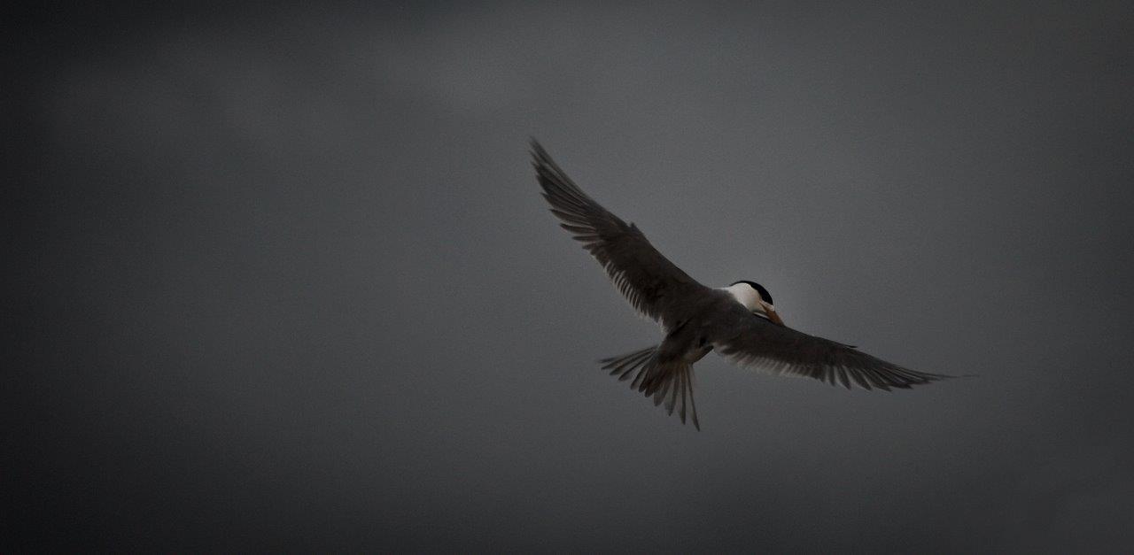Storm Tern 6