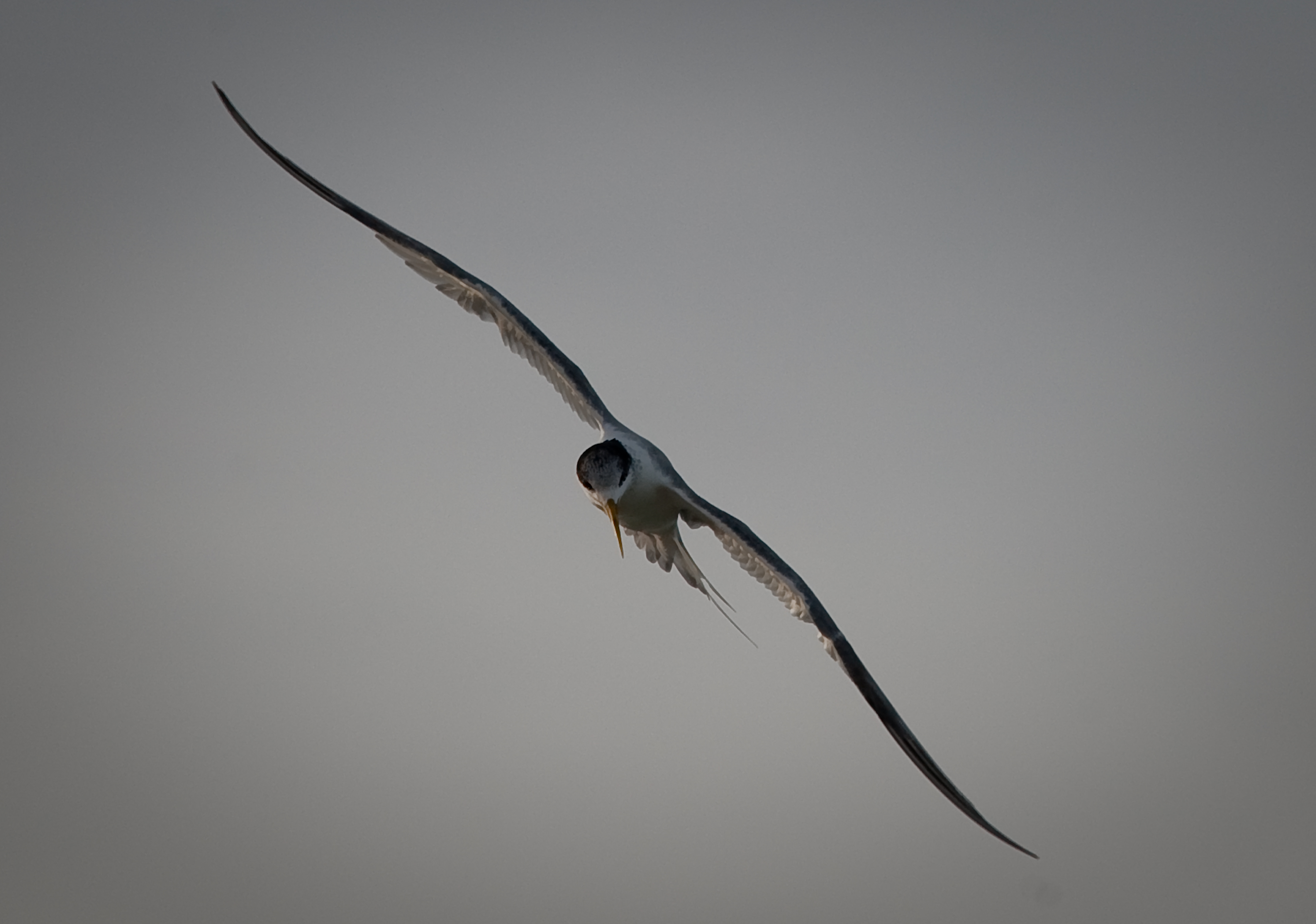Storm Tern 4