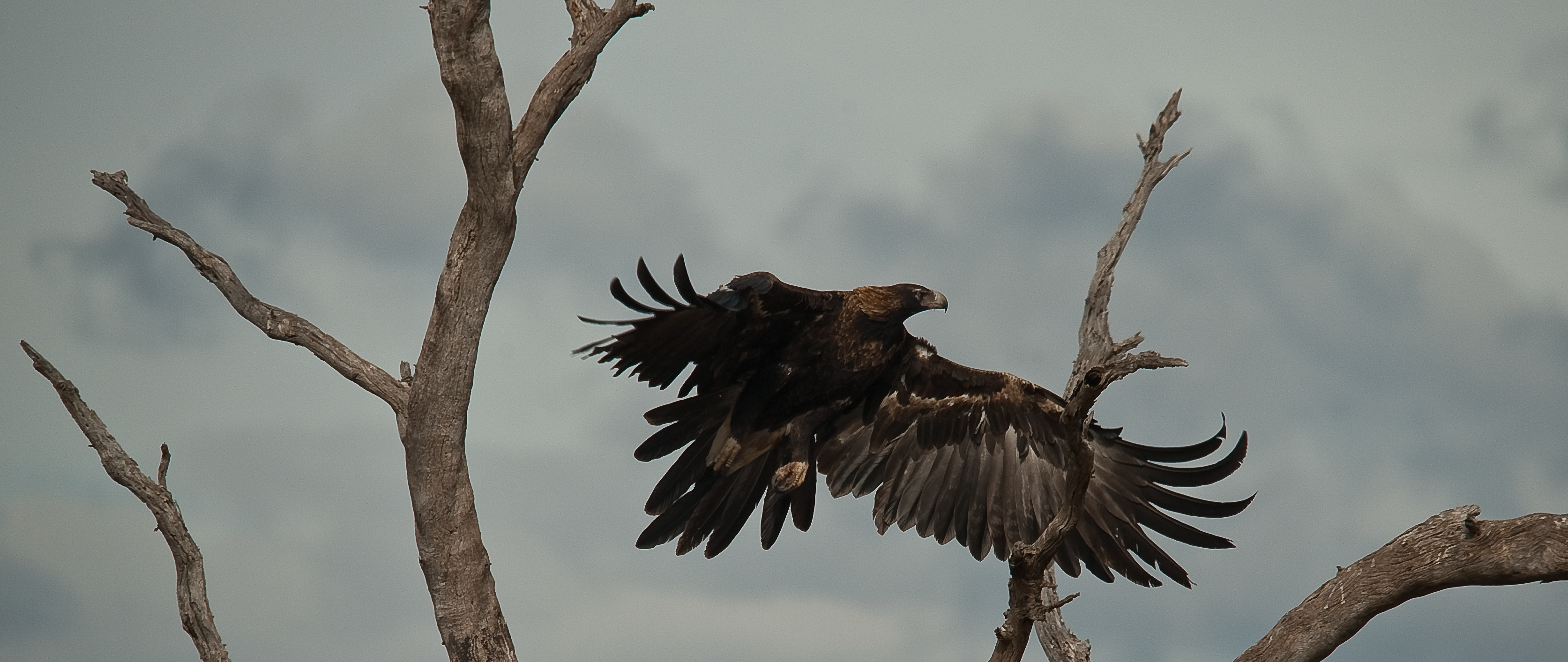 Mayfield Raptor