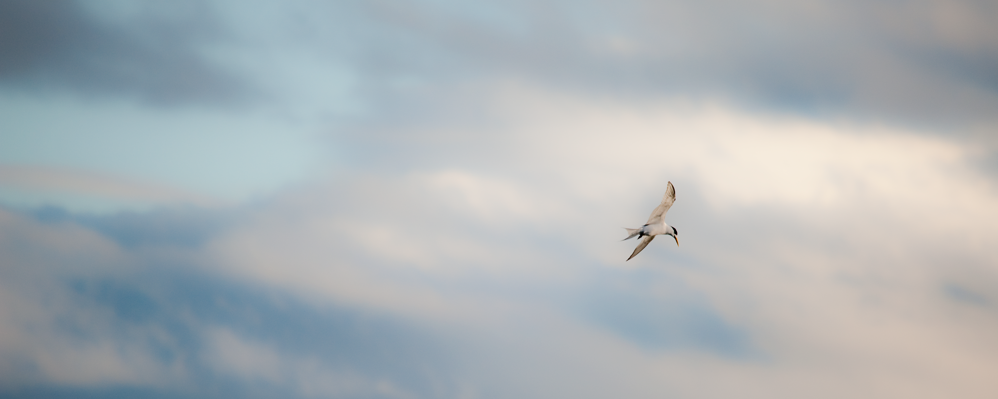 Storm Tern 11