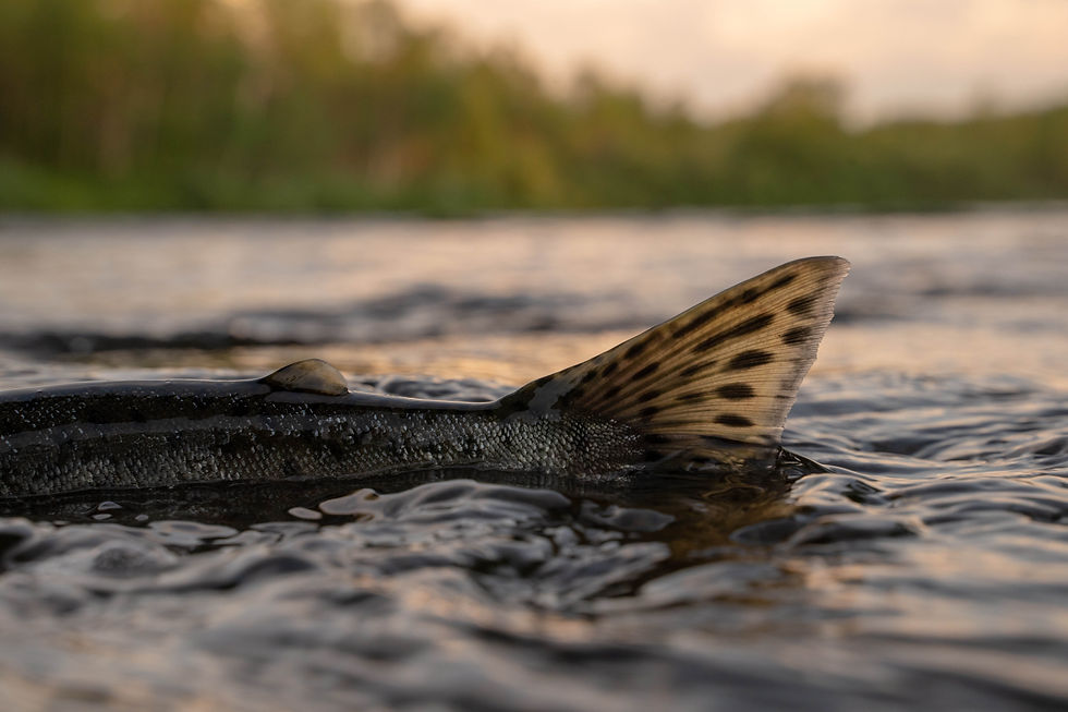 Chinook Tail.jpg